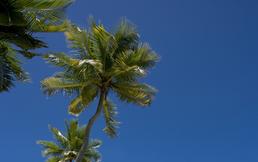 Relaxed under the palm trees